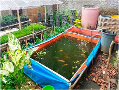 Interrelation of urban farming and urbanization: an alternative solution to urban food and environmental problems due to urbanization in Indonesia
